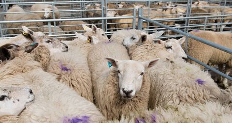 Sheep pen