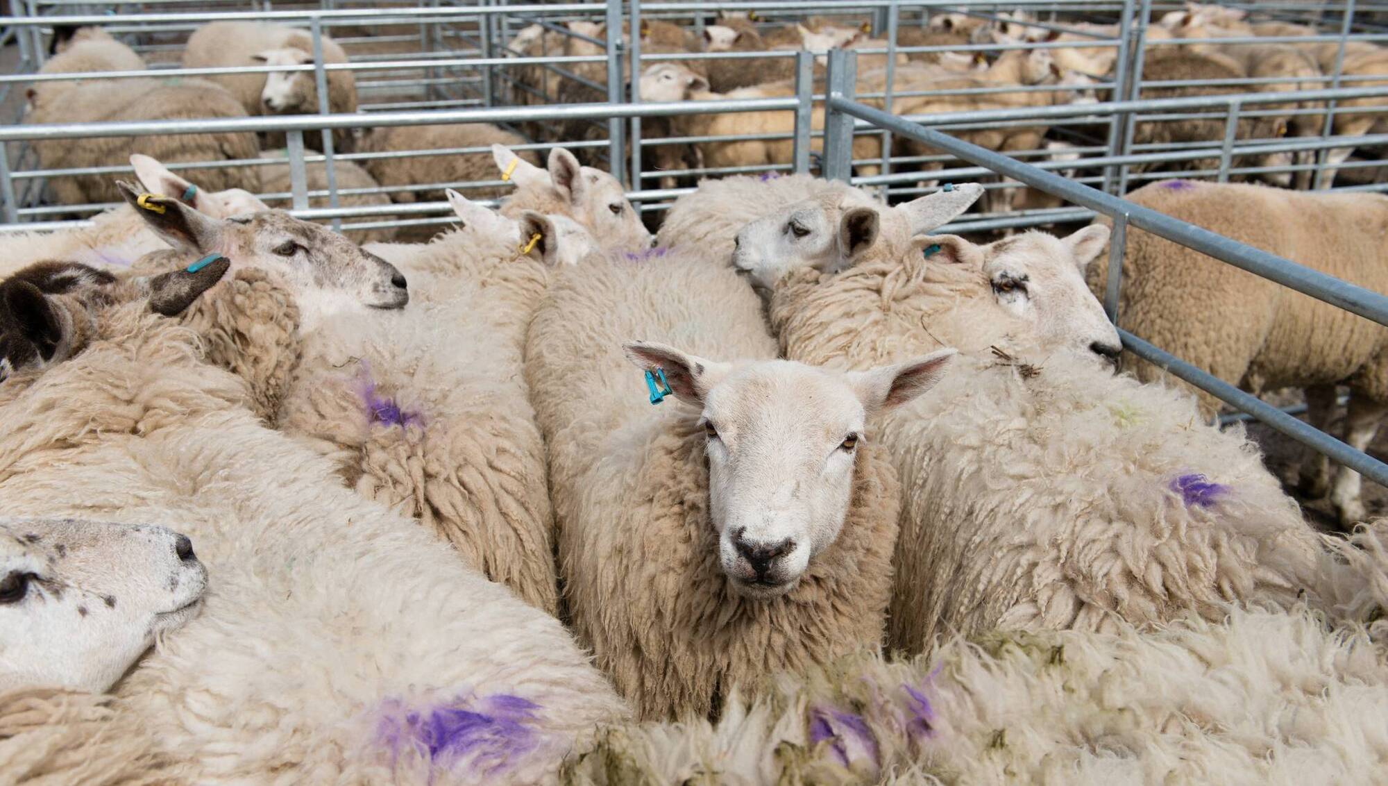 Spring lambs making over €10/kg as demand continues
