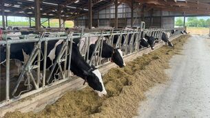 <p>Cows on a four-robot dairy farm Irish Examiner columnist Brian Reidy visited in northwest France. Picture: Brian Reidy</p>