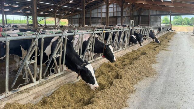 <p>Cows on a four-robot dairy farm Irish Examiner columnist Brian Reidy visited in northwest France. Picture: Brian Reidy</p>