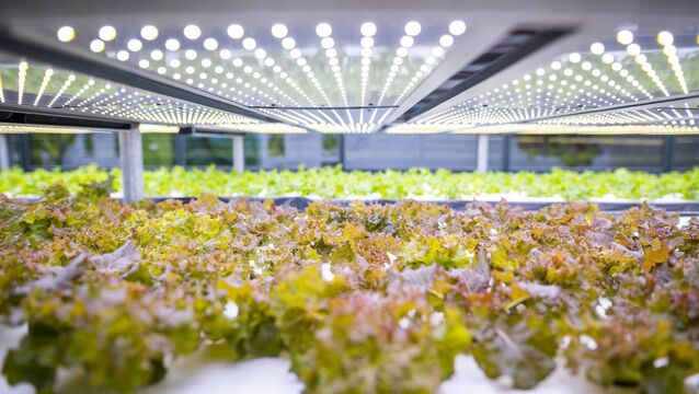 Energy use (electricity or diesel), the choice of substrate and soil emissions were the biggest climate impact 'hotspots' for lettuce production. <p>Energy use (electricity or diesel), the choice of substrate and soil emissions were the biggest climate impact 'hotspots' for lettuce production.</p>