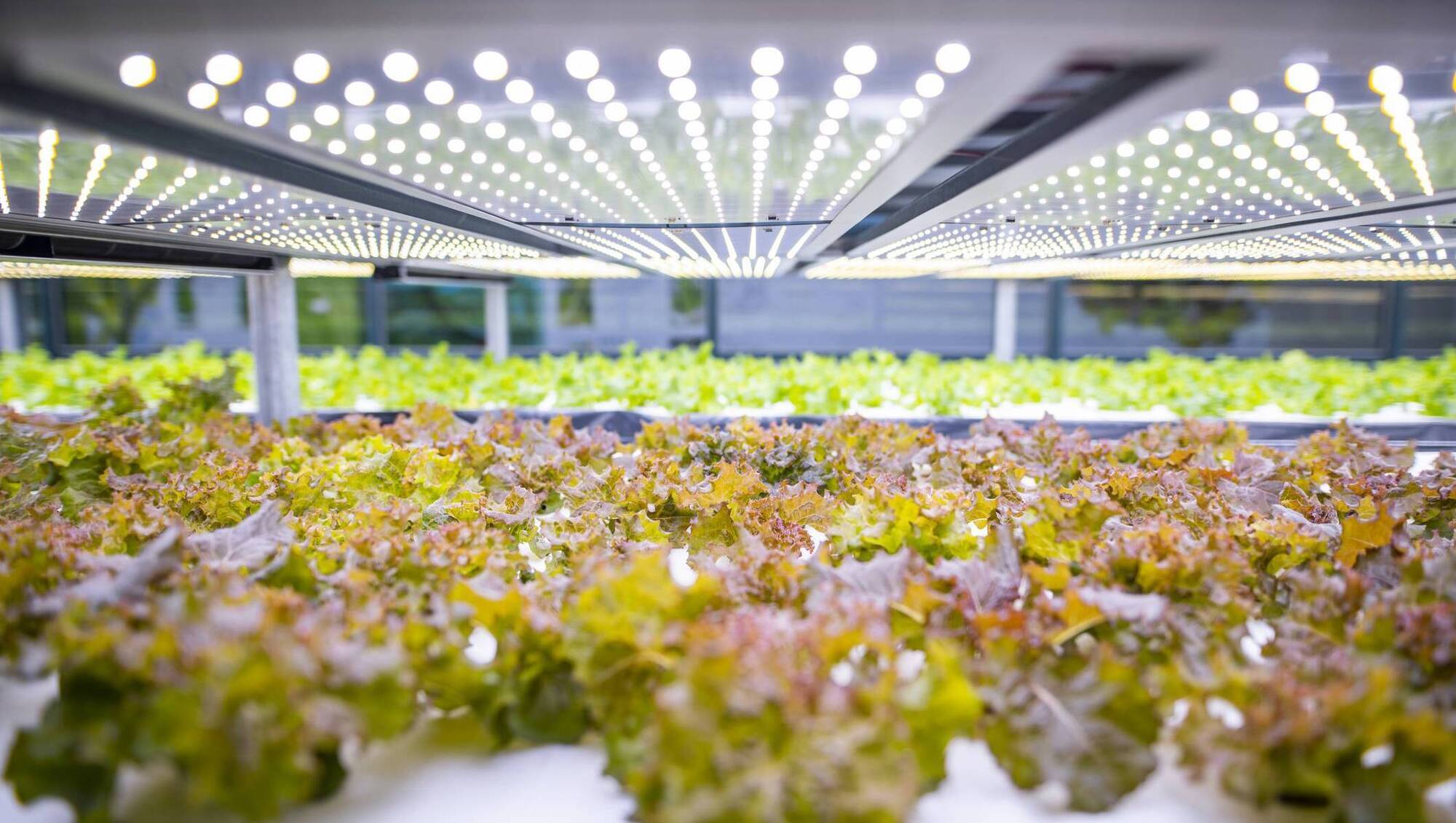 Vertical farming lettuce releases higher emissions, study finds