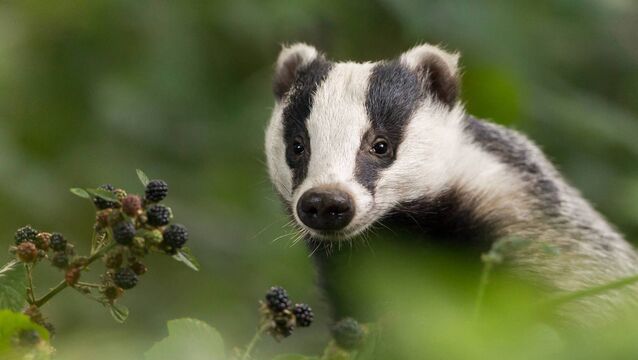<p>The scheme will allow farmers to purchase fencing materials for fencing off badger setts to exclude cattle from the area around the opening of setts, as well as purchase eligible water troughs and feed troughs, which impede badger access from eligible participating co-operatives and agri-retail merchants. File picture</p>