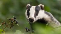 A European badger in the forest