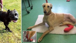 <p>Sonas is calling on the Government to change the laws to explicitly state that pet abuse is a 'distinct form' of coercive control in abusive relationships. File picture</p>