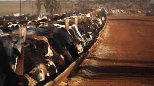 <p>Brazilian imports, including beef, will be banned from entering the EU from September 3.</p>
