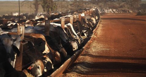 Amazon Cowboys Maintain Brazilian Cattle Feed Lot