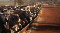 Amazon Cowboys Maintain Brazilian Cattle Feed Lot