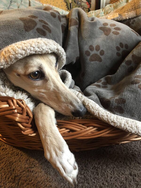 Flee tucked up under her blanket