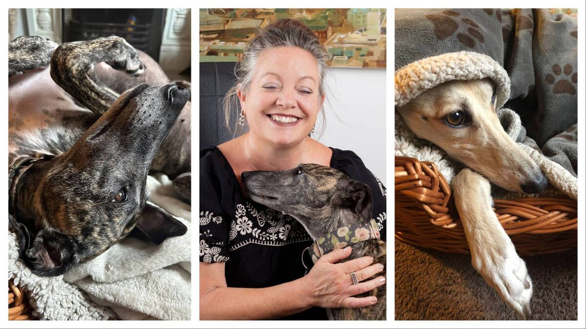 The agonies and ecstasies of adopting a rescue dog — or two