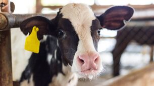<p>Ireland’s BVD eradication programme is now in the 'home straight', with the number of herds with infected animals falling to about 100 nationally, Animal Health Ireland has said</p>