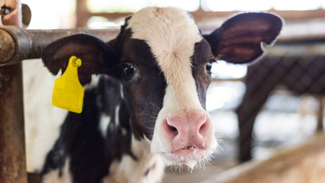 <p>Ireland’s BVD eradication programme is now in the 'home straight', with the number of herds with infected animals falling to about 100 nationally, Animal Health Ireland has said</p>