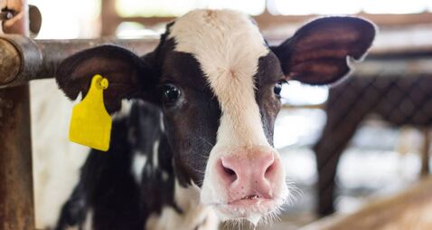 Closeup portrait young cow looks into the camera and yellow tagged