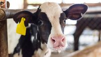 Closeup portrait young cow looks into the camera and yellow tagged
