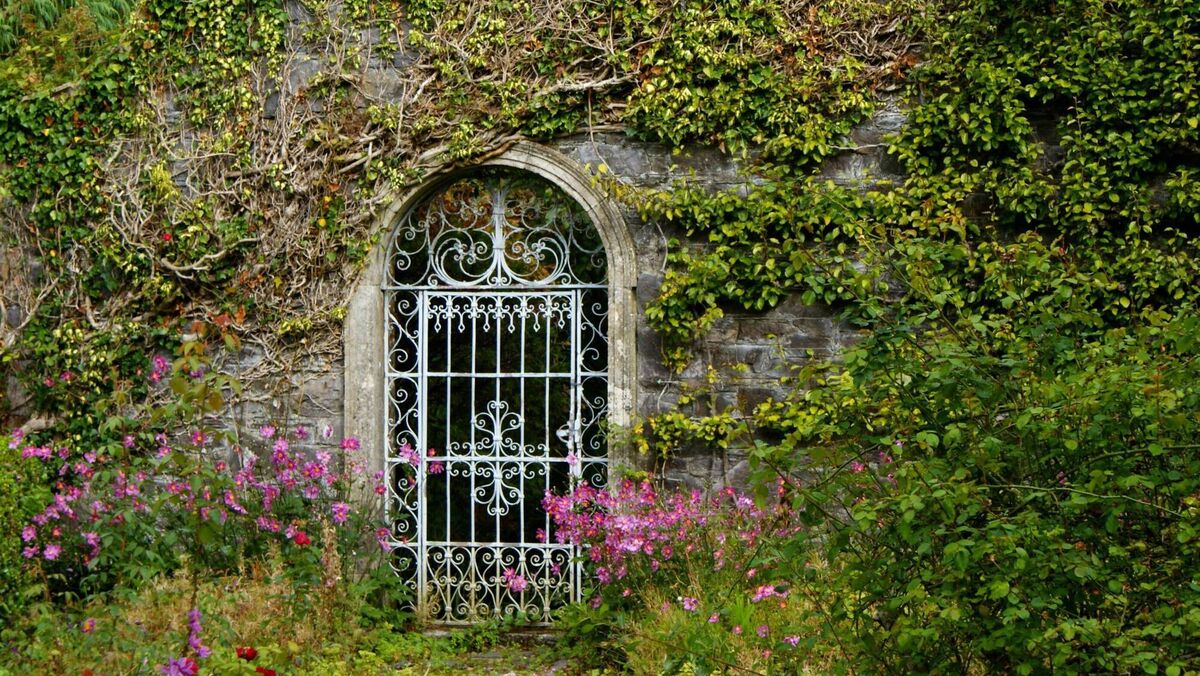 Allowing native ivy to clamber the garden wall gives shelter, feeding and nesting habitat for birds, bats, and brimstone butterflies. Picture: iStock
Allowing native ivy to clamber the garden wall gives shelter, feeding and nesting habitat for birds, bats, and brimstone butterflies. Picture: iStock