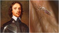 Cork City Council to consider tiny statue honouring mosquito linked to Oliver Cromwell’s death