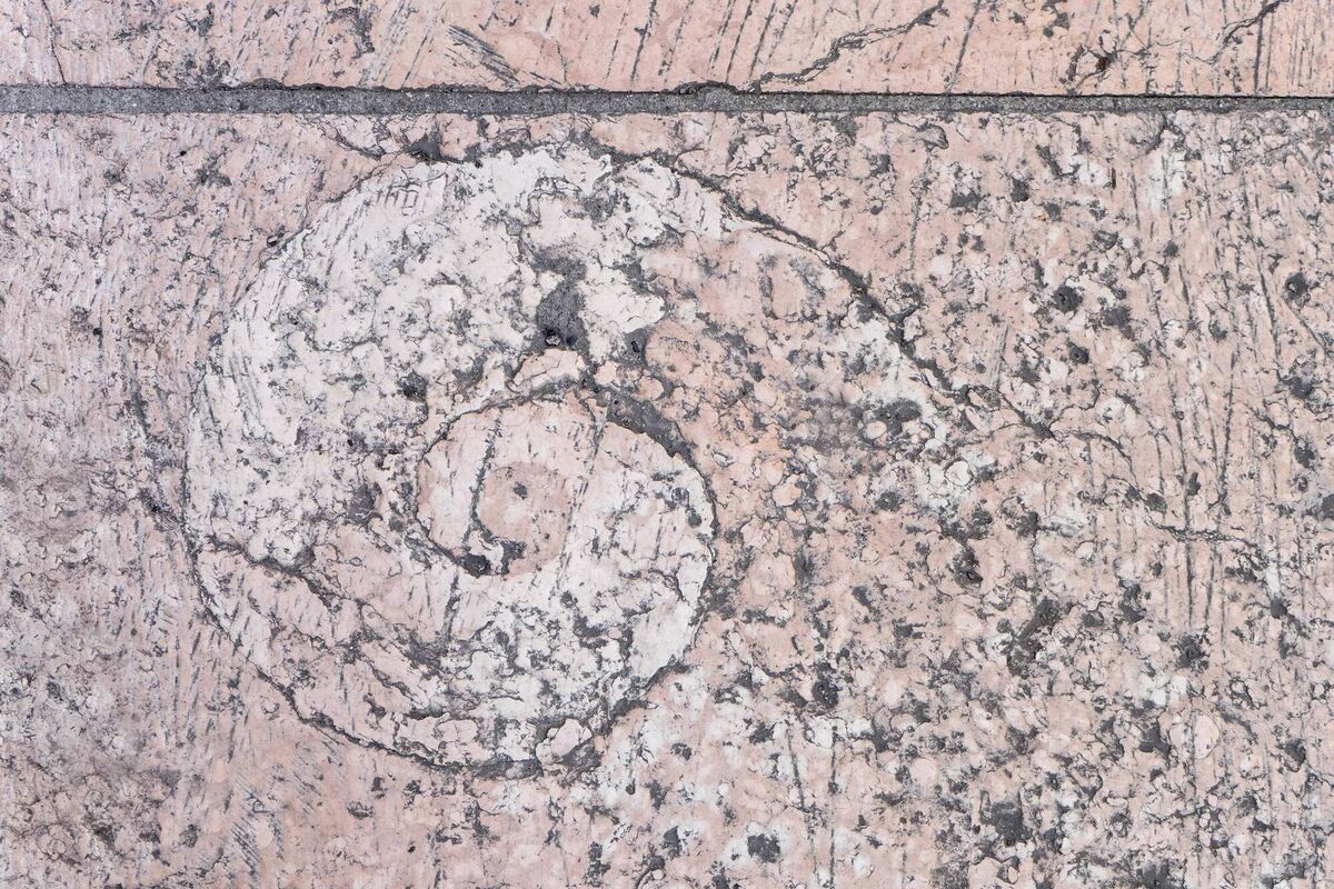 Ammonite in a pink pavement in Verona Ammonite in a pink pavement in Verona