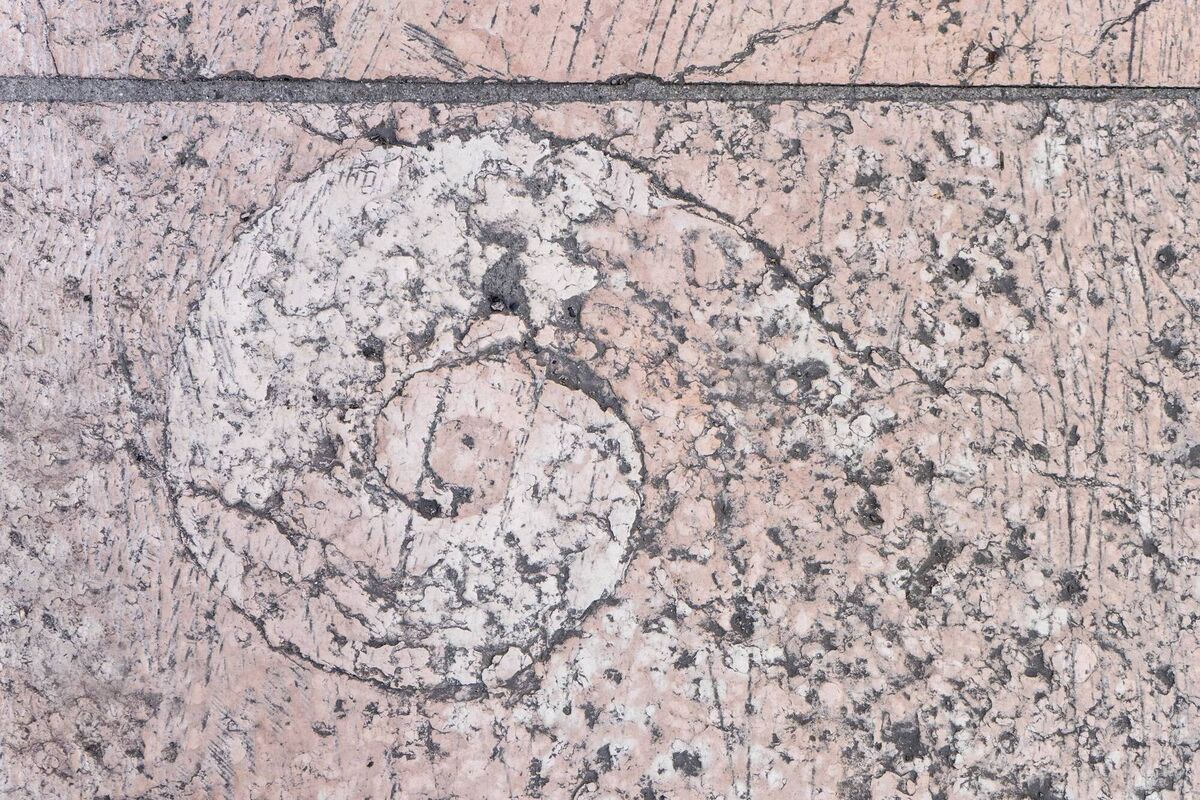 Ammonite in a pink pavement in Verona
