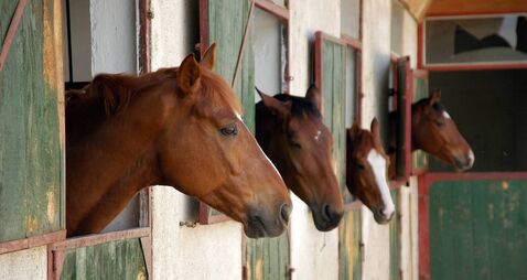 Horse stall with horses poking heads out