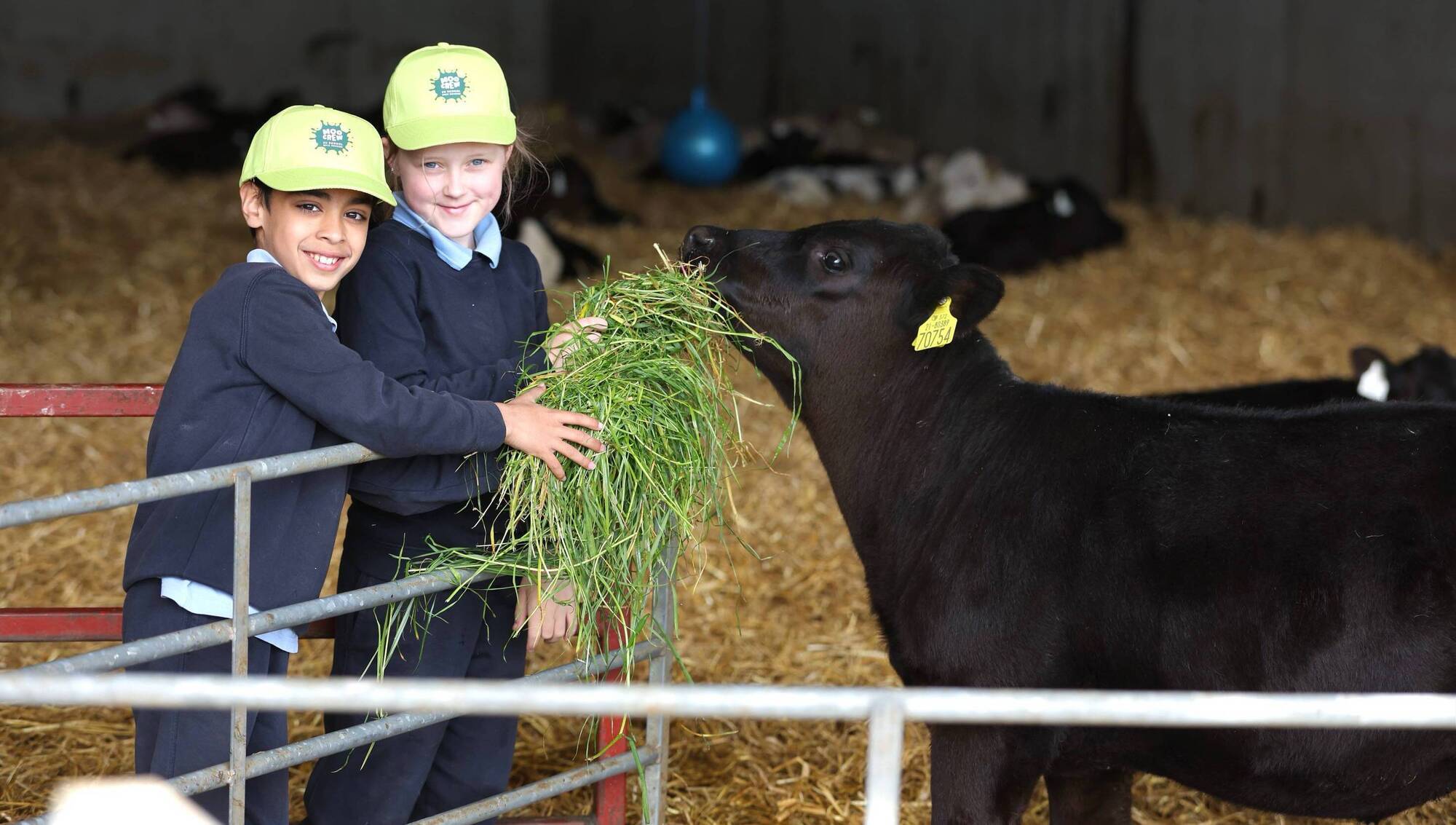 More than half of children under 12 have never seen a cow being milked, research shows