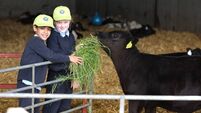 More than half of children under 12 have never seen a cow being milked, research shows