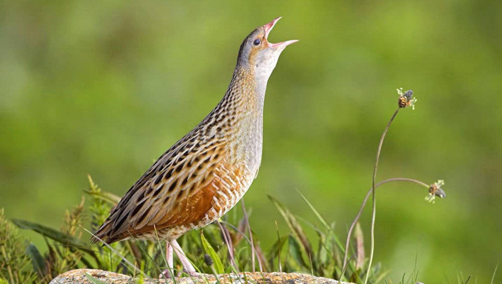 Initiative boosts corncrake comeback with €4.35m of funding