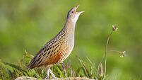 Initiative boosts corncrake comeback with €4.35m of funding