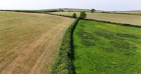 Farmland divided by hedgerow