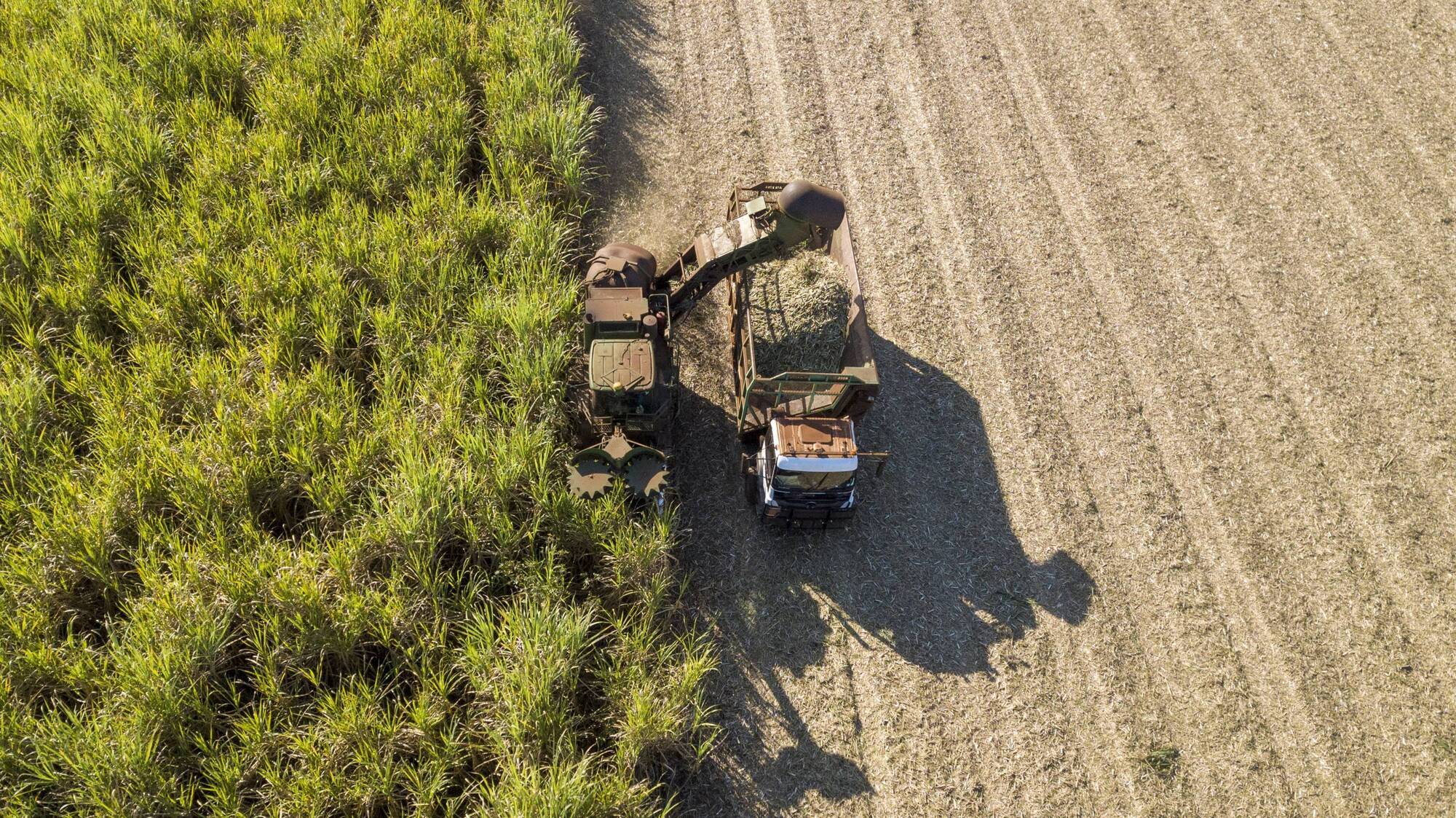 Brazil grows the world’s sugar — so why does almost none of it reach Ireland?