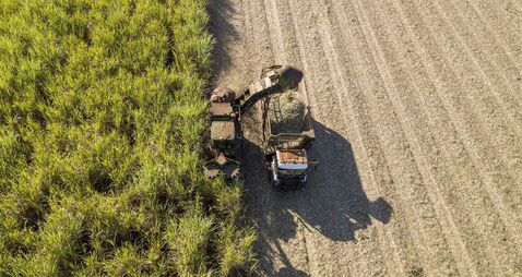 Sugarcane Silage Machine. Sugar cane plantation.