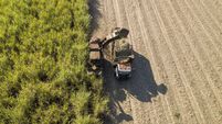 Sugarcane Silage Machine. Sugar cane plantation.