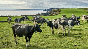 <p>Tirlán are currently at record milk supply levels, with peak week volumes expected to approach 98 million litres. File picture</p>