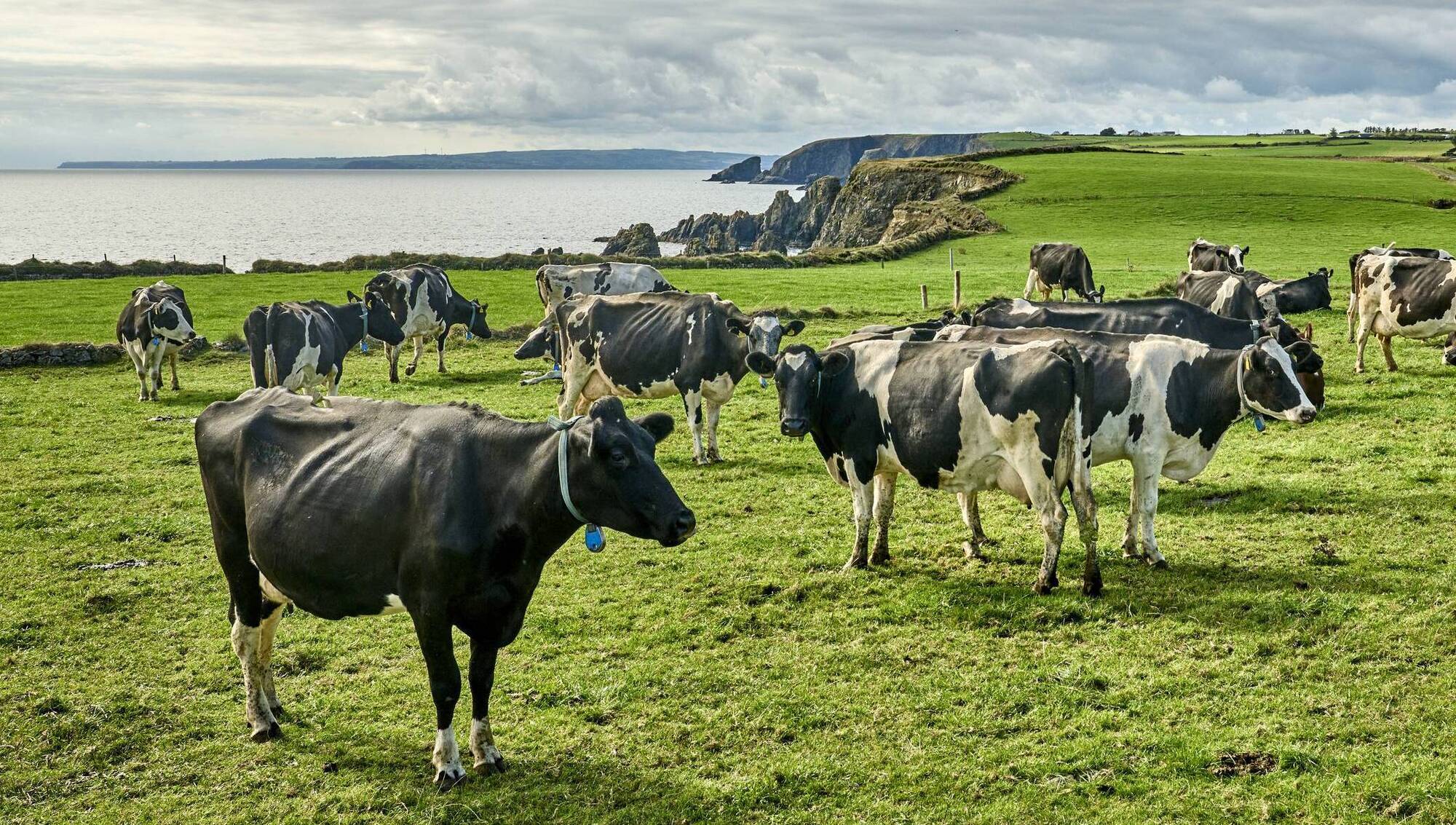 Tirlán holds April milk price commitment at peak production