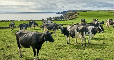 Cattle herd on pasture in Ireland