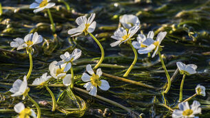 <p>The ranunculus crowsfoot weed binds into its root system all the loose muds, sands, and silts which otherwise migrate downstream to cause all sorts of problems there, leaving lovely clean gravel between the plants for spawning. File picture</p>