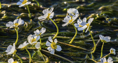 iStock_000069094471_Large.jpg Letters to the Editor: Death of ranunculus in our river systems