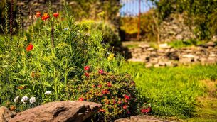 <p>Bord Bia Bloom’s landmark 20th year promises five unforgettable days at the Phoenix Park and takes place from May 28 to June 1, from 9am-6pm each day. Picture: iStock</p>