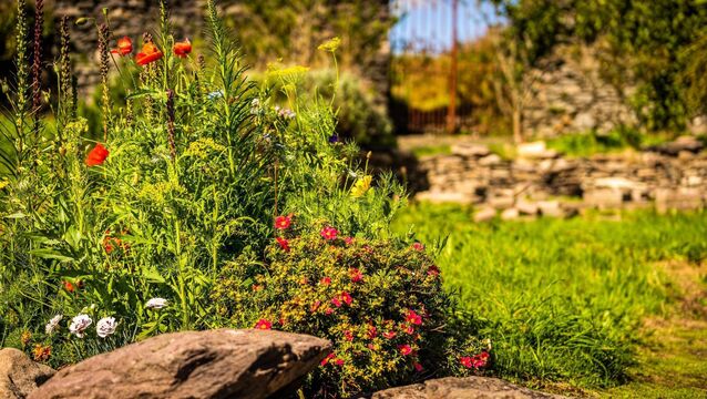 <p>Bord Bia Bloom’s landmark 20th year promises five unforgettable days at the Phoenix Park and takes place from May 28 to June 1, from 9am-6pm each day. Picture: iStock</p>