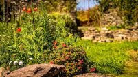 Red and white flowers in botanic garden during spring blossom with selective focus and blurred background