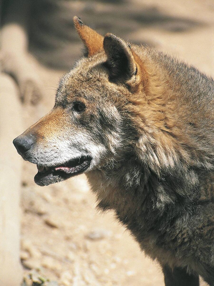 The authors of a new study found that 47% of the 748 wolf carcasses they examined were in fact the result of cross-breeding with dogs. The authors of a new study found that 47% of the 748 wolf carcasses they examined were in fact the result of cross-breeding with dogs.