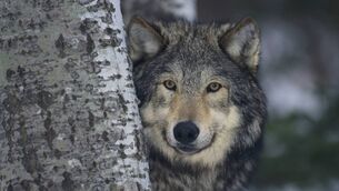 <p>In southern Italy, mating with dogs has led to increasing numbers of wolf-dog hybrids. Zoologists fear that ‘genomic swamping’, may occur, where one set of genes threatens to oust all others.</p>