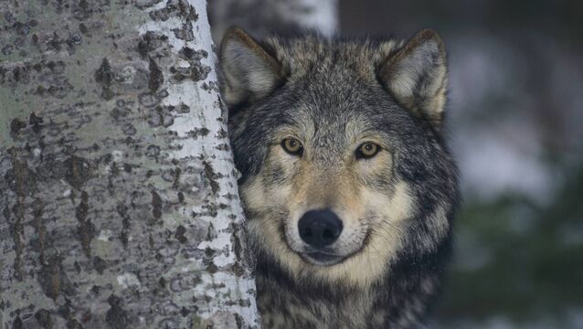 <p>In southern Italy, mating with dogs has led to increasing numbers of wolf-dog hybrids. Zoologists fear that ‘genomic swamping’, may occur, where one set of genes threatens to oust all others.</p>