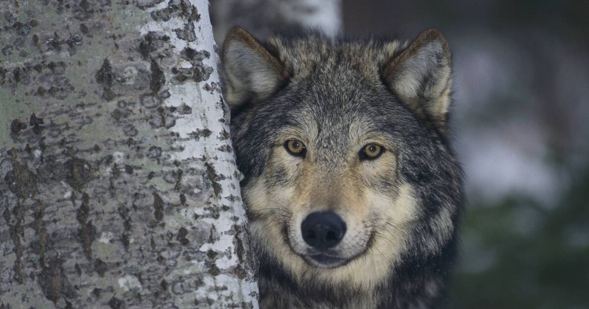 Road to perdition: Is the wolf the only European species threatened by hybridisation?