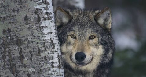 Gray Wolf Standing by Trees
