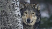 Gray Wolf Standing by Trees