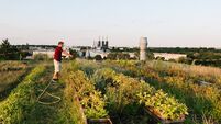 Summer: young adults watering plants on a rooftop community garden