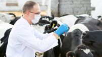 veterinarian at  farm cattle