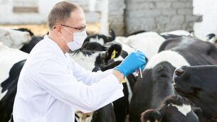 <p>Independent Vetcare has been steadily acquiring practices around the country in recent years. It runs a network of around 38 veterinary practices across 59 sites. Picture: iStock</p>