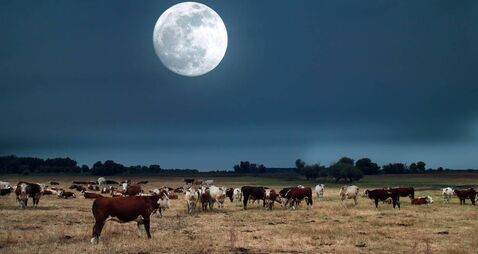 Moonrise over farmland