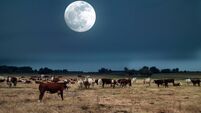 Moonrise over farmland